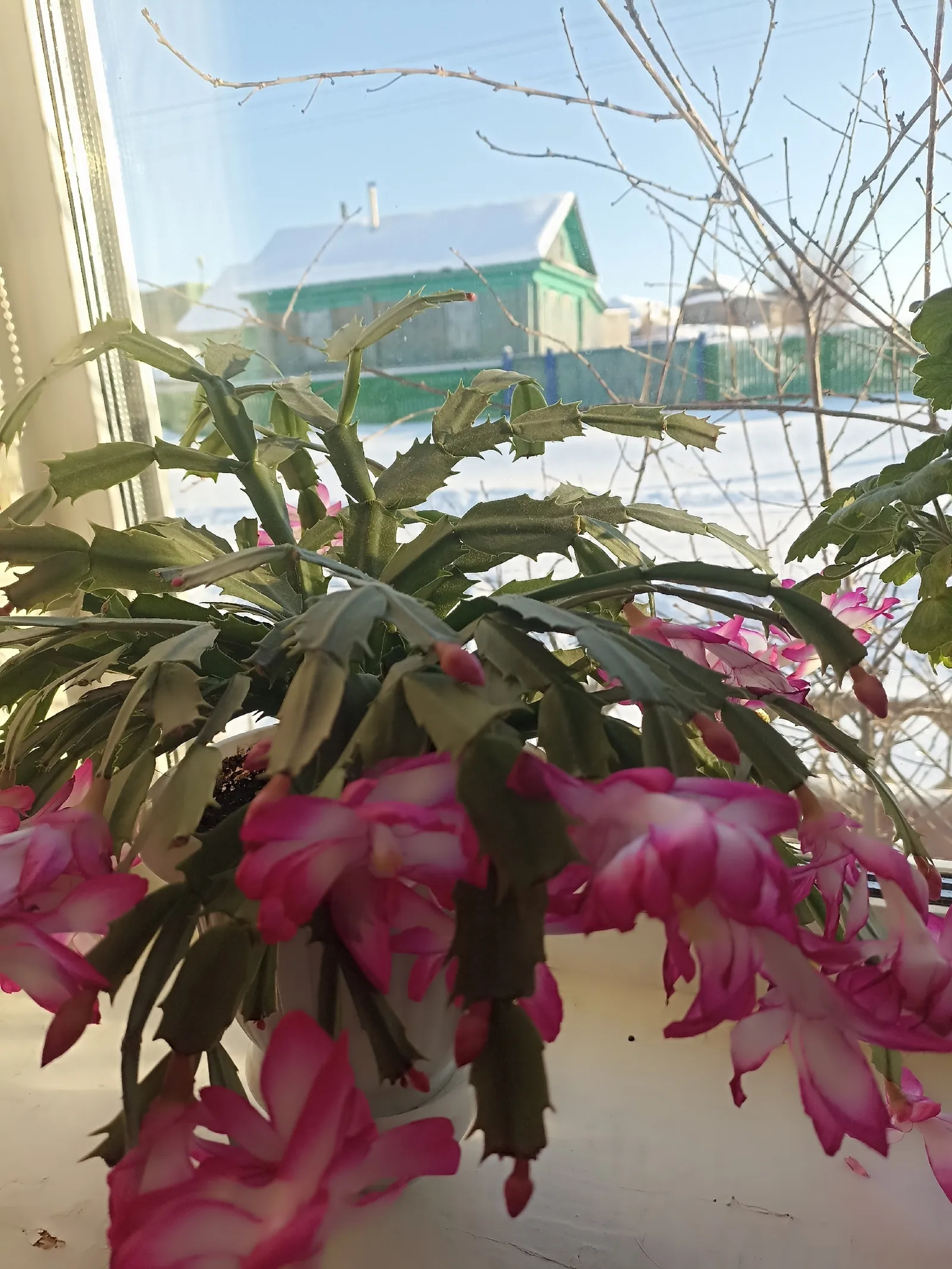 Декабрист үстерү кагыйдәләре