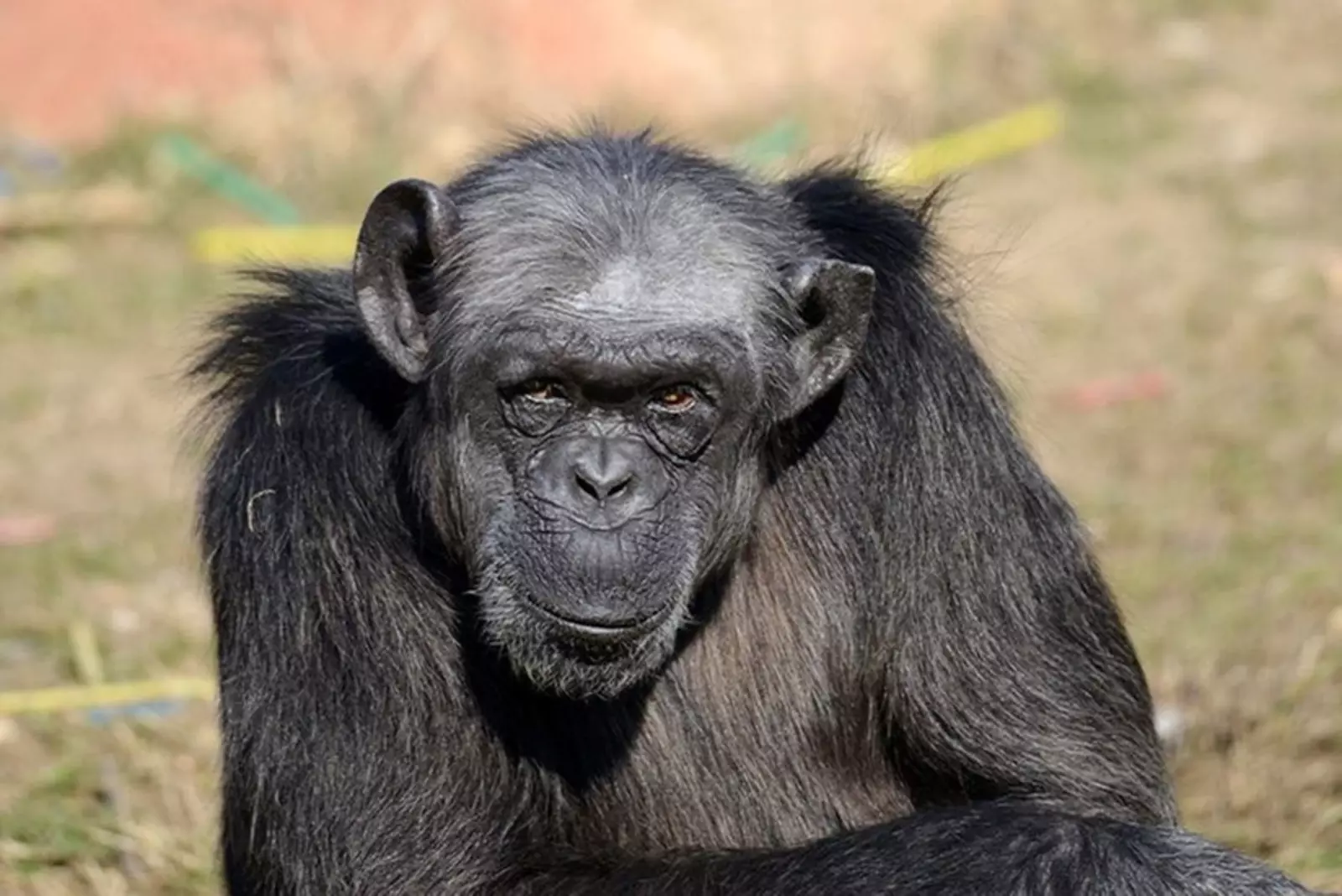 Адәм акыллы булган бит