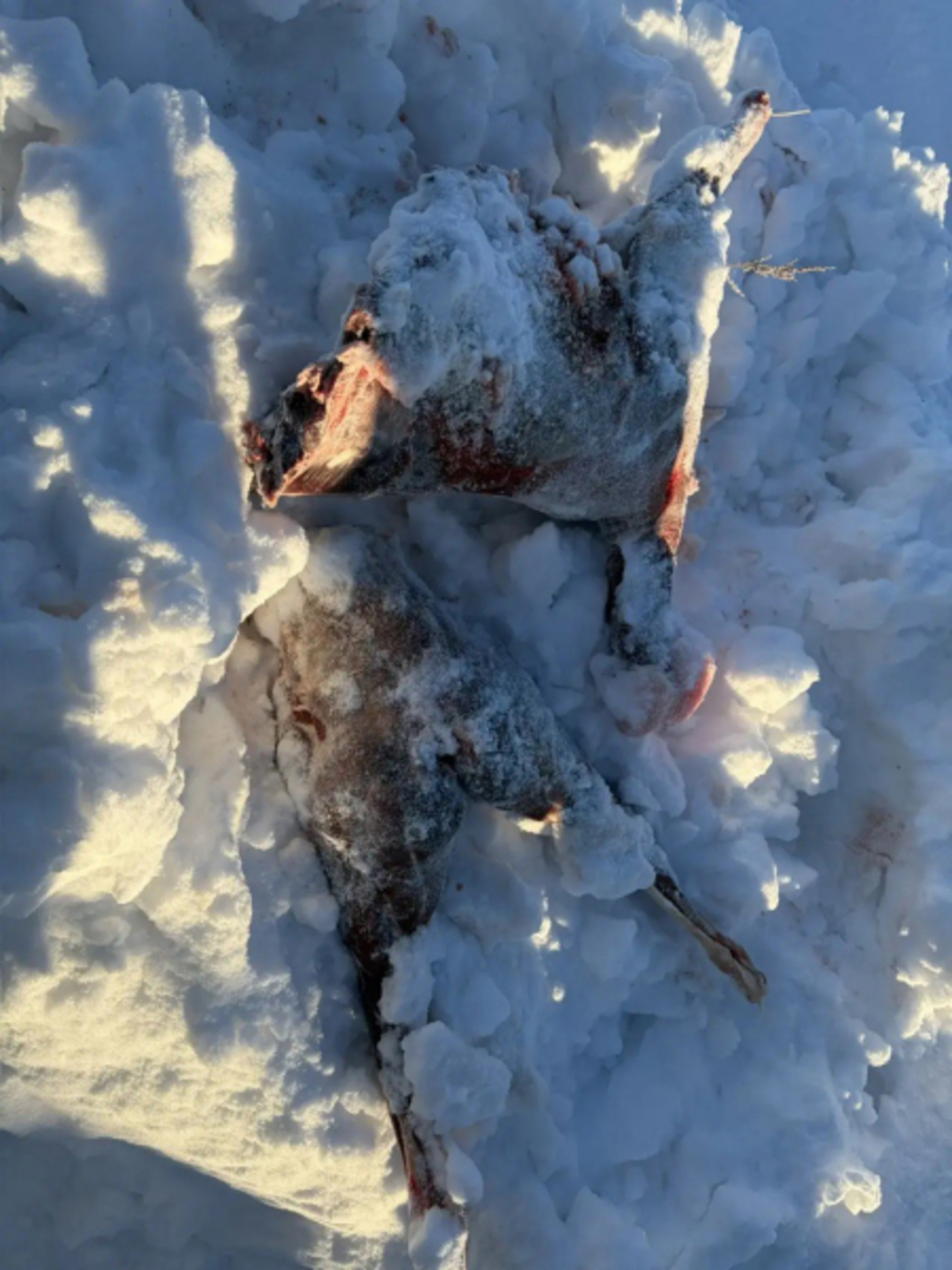 Законсыз рәвештә кыргый хайваннарны аткан