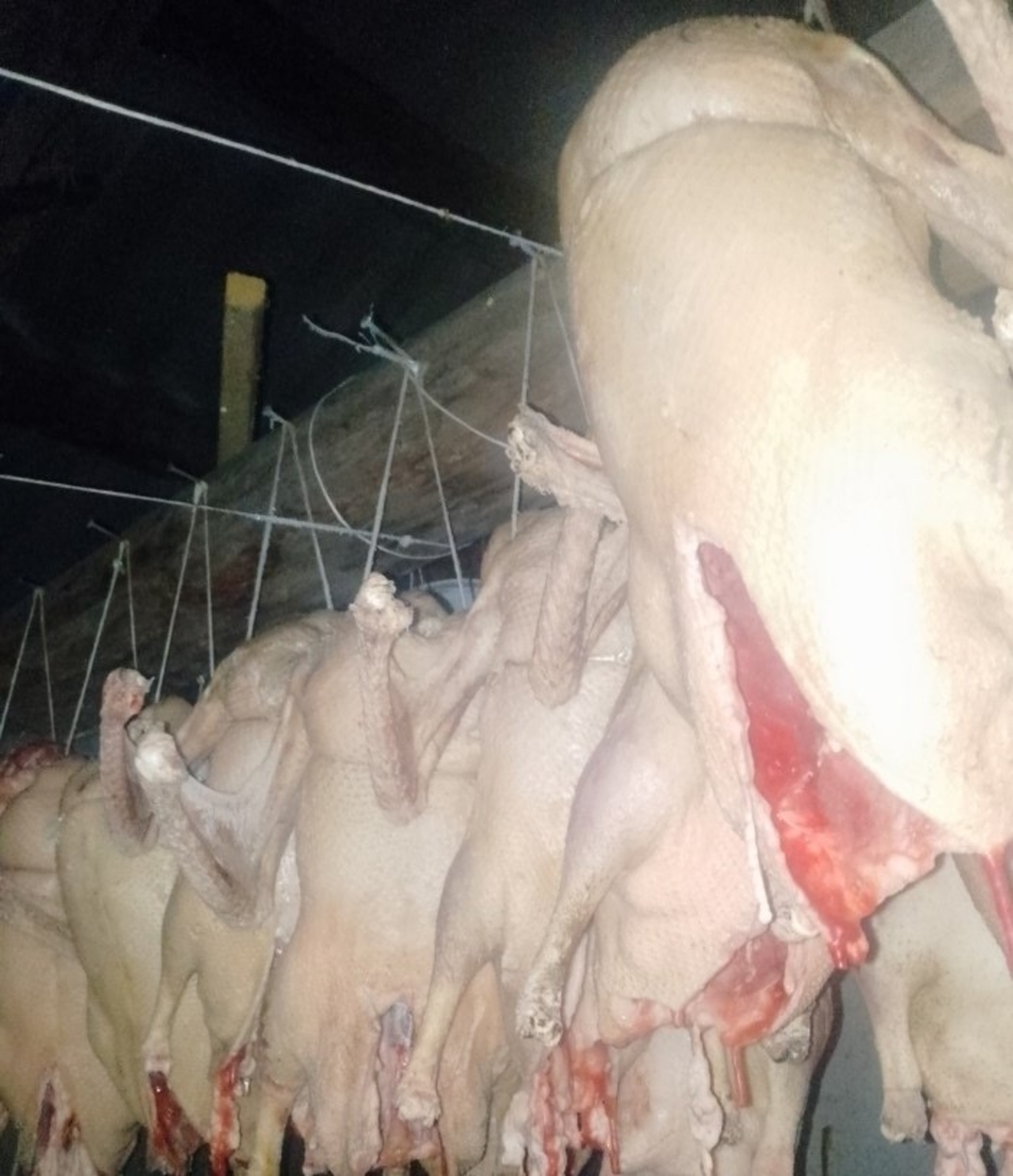 Хатын-кыз туралган каз түшкәсендә алтын-көмешләр тапкан