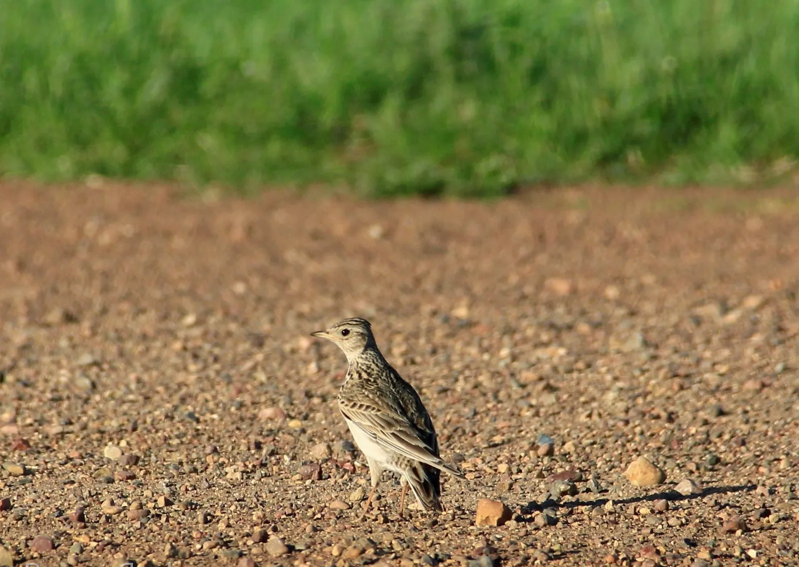 Бүгенгә һава торышы