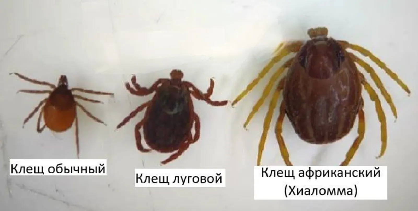 Русиягә "хиаломма" мутант талпаннары килгән