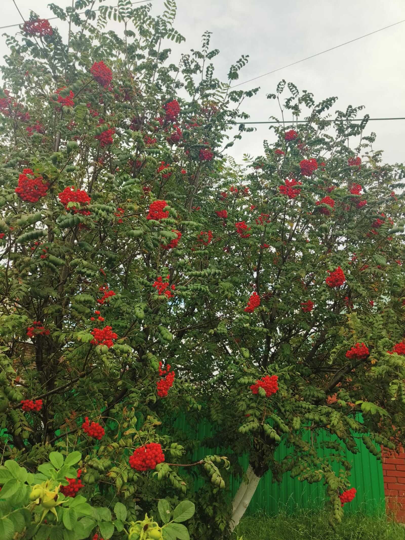 Миләш хәл кертә, ди. Көчне бик арттыра икән