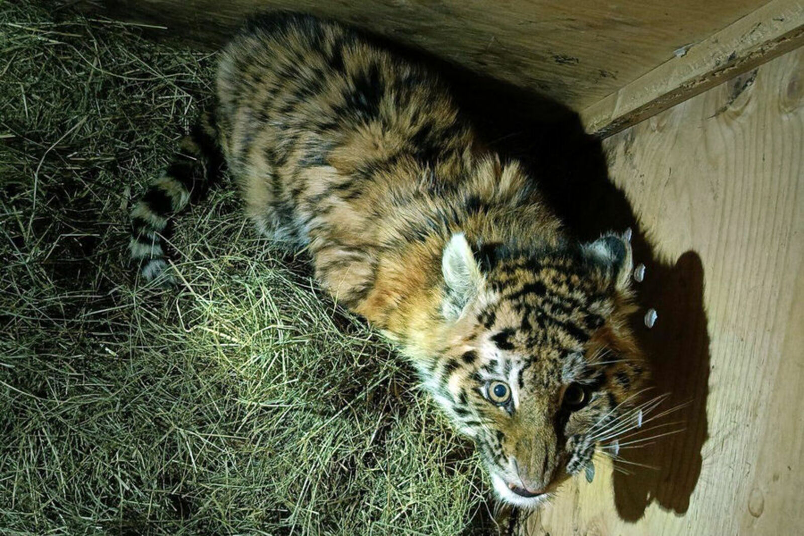 "Тимошаны" коткарганнар