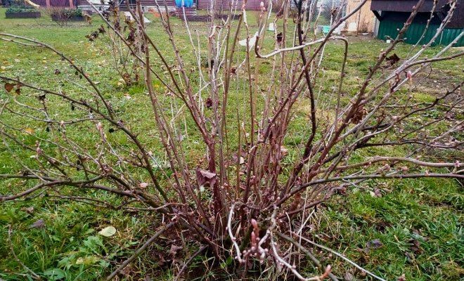 Карлыганны кышка әзерләү