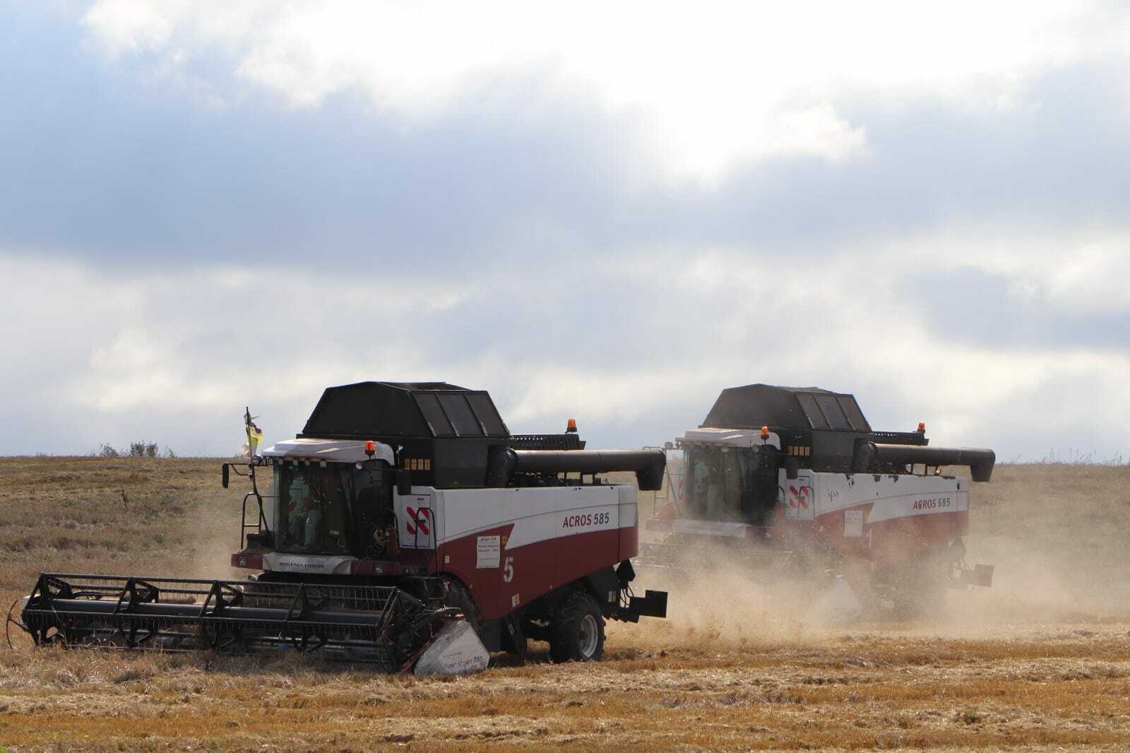 Республикада кызу урак өсте