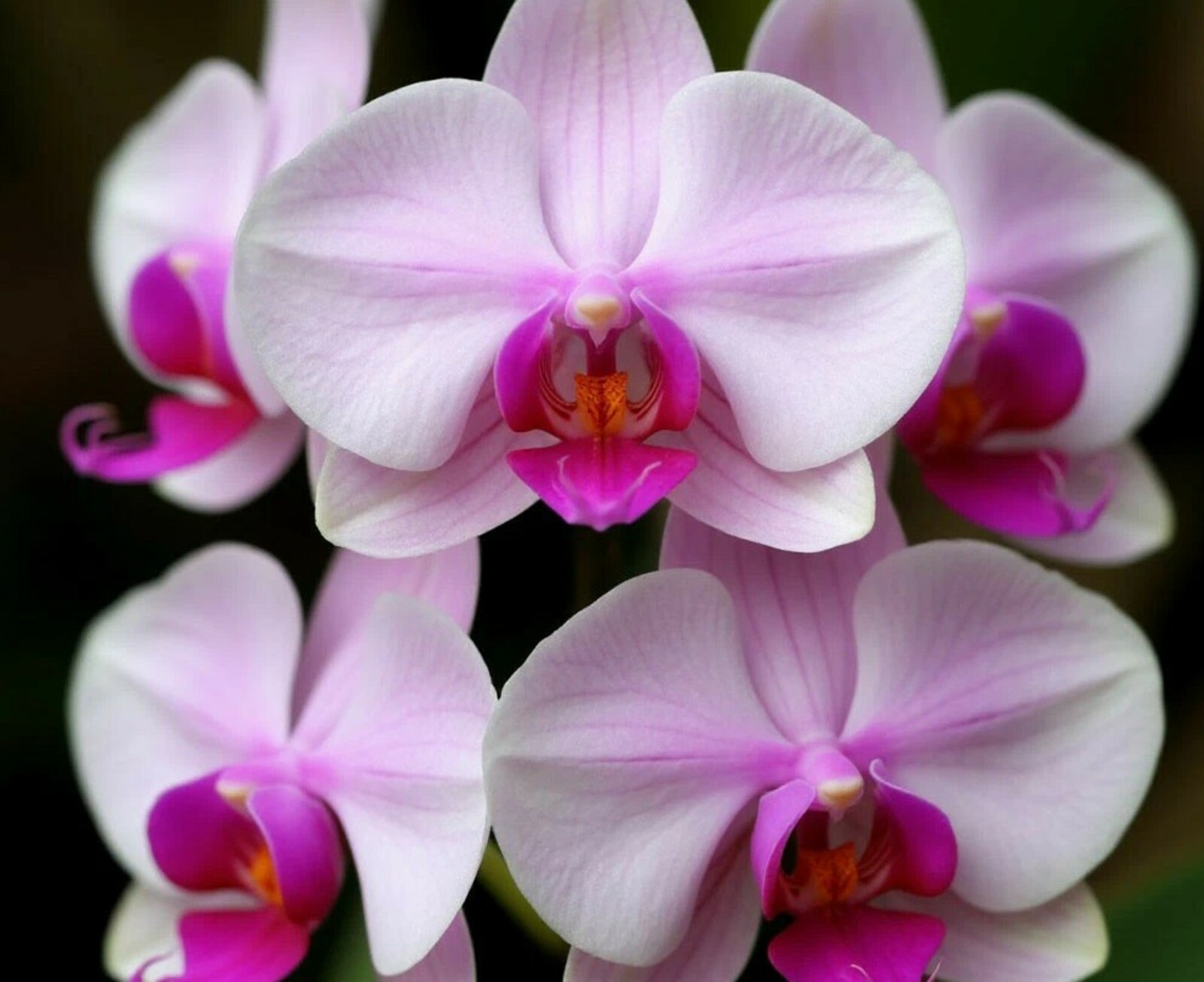 Яз чәчәкләр уяныр мизгел.