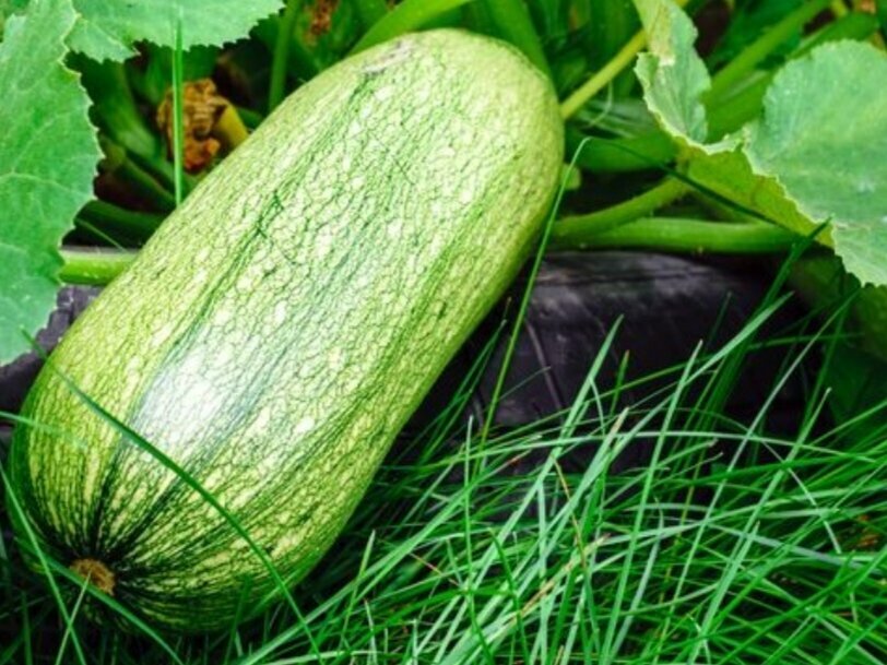 Хуҗабикәләргә тәмле рецепт