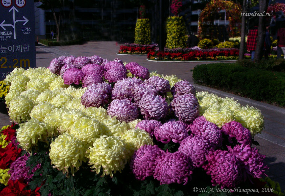 Кояш чәчәге