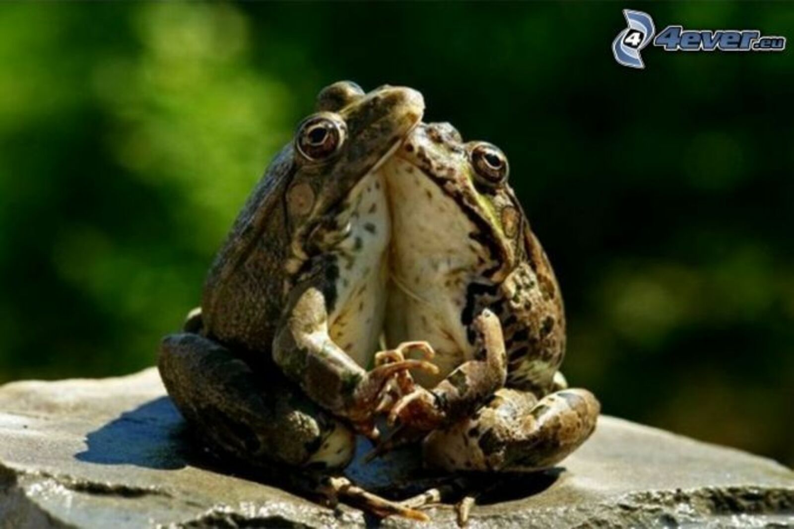 Гыйшкың бакага төшсә...