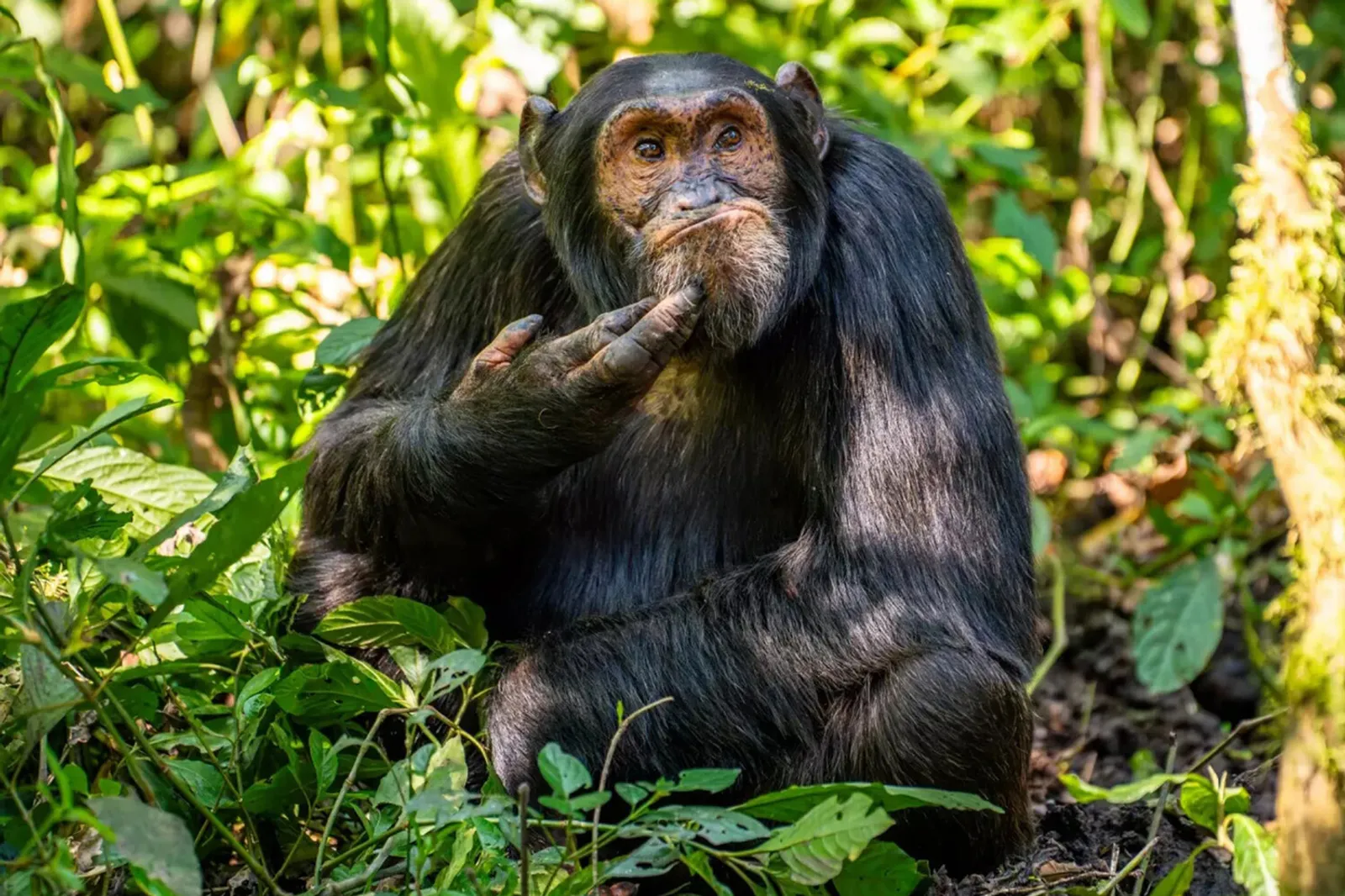 КӨЛКЕ КӨНЕ БҮГЕН