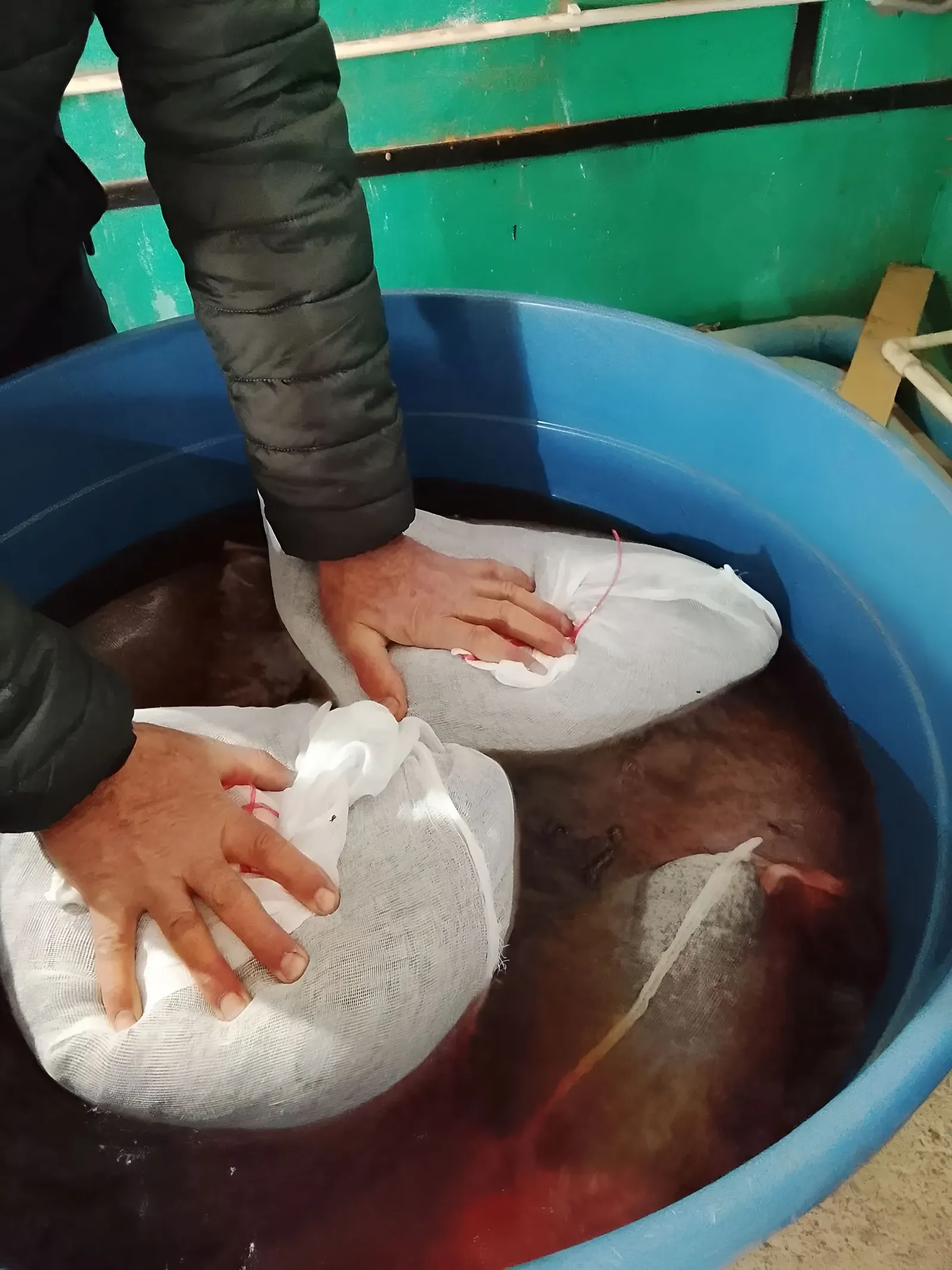 Калтасылылар ылыслыларны утыртуга әзерли