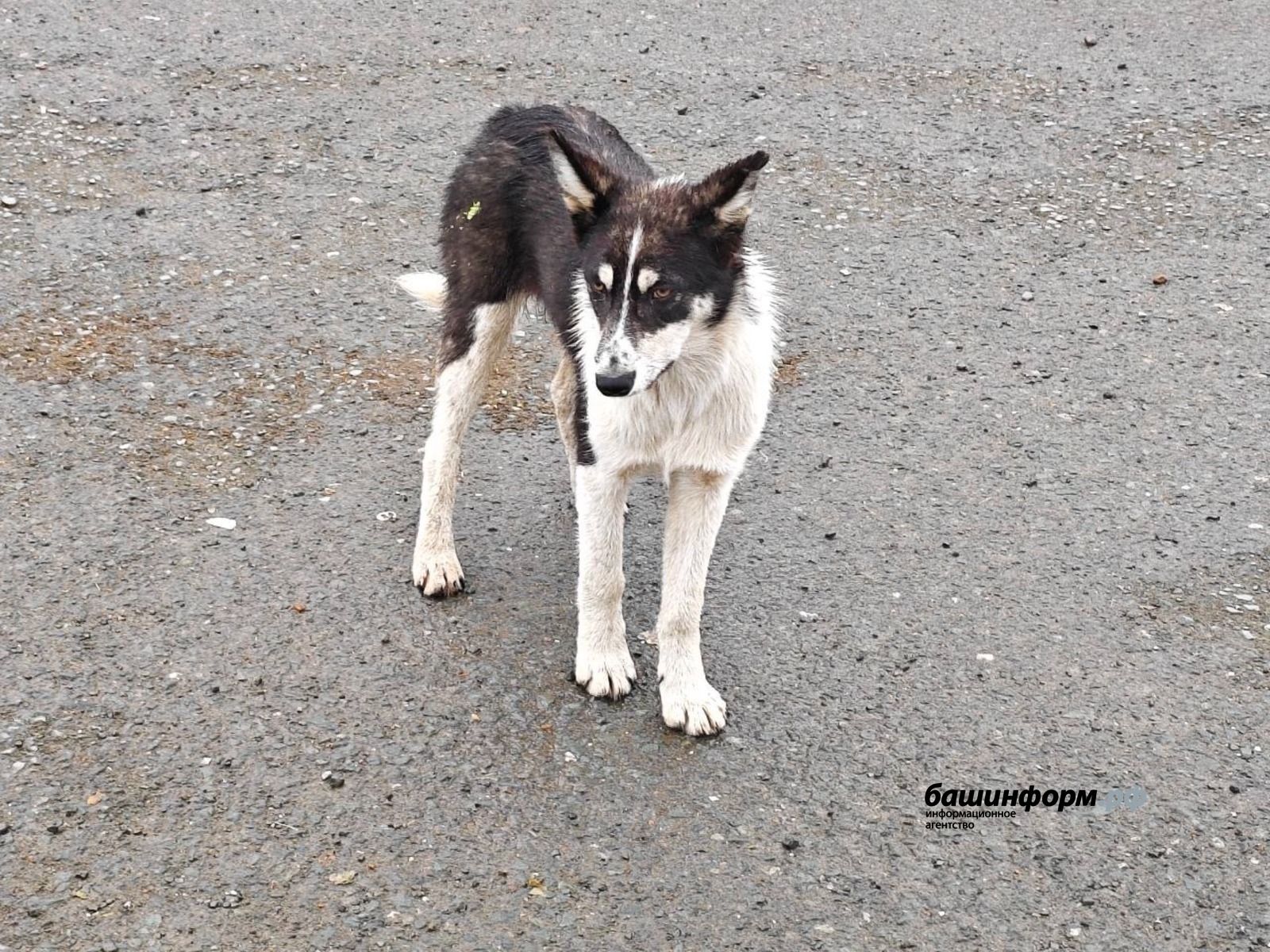 Хайваннар арасында котыру авыруы ник арта?