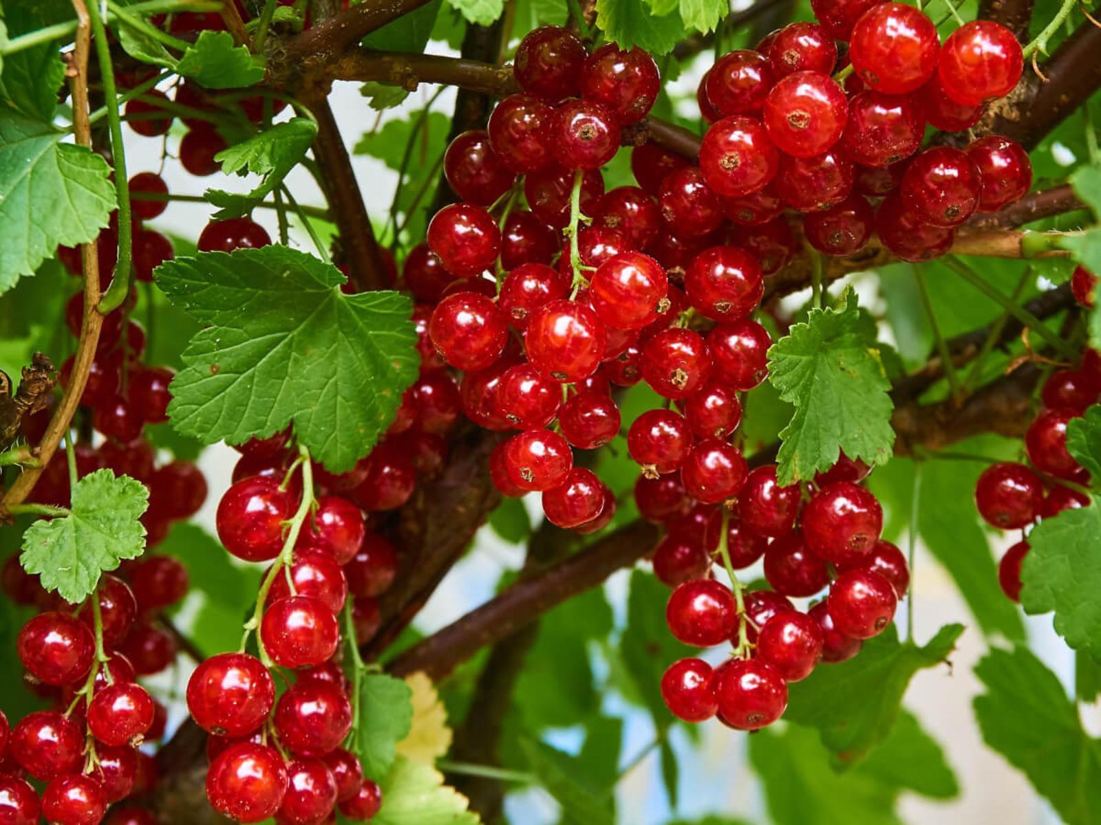 Кызарып пеште кызыл карлыган…