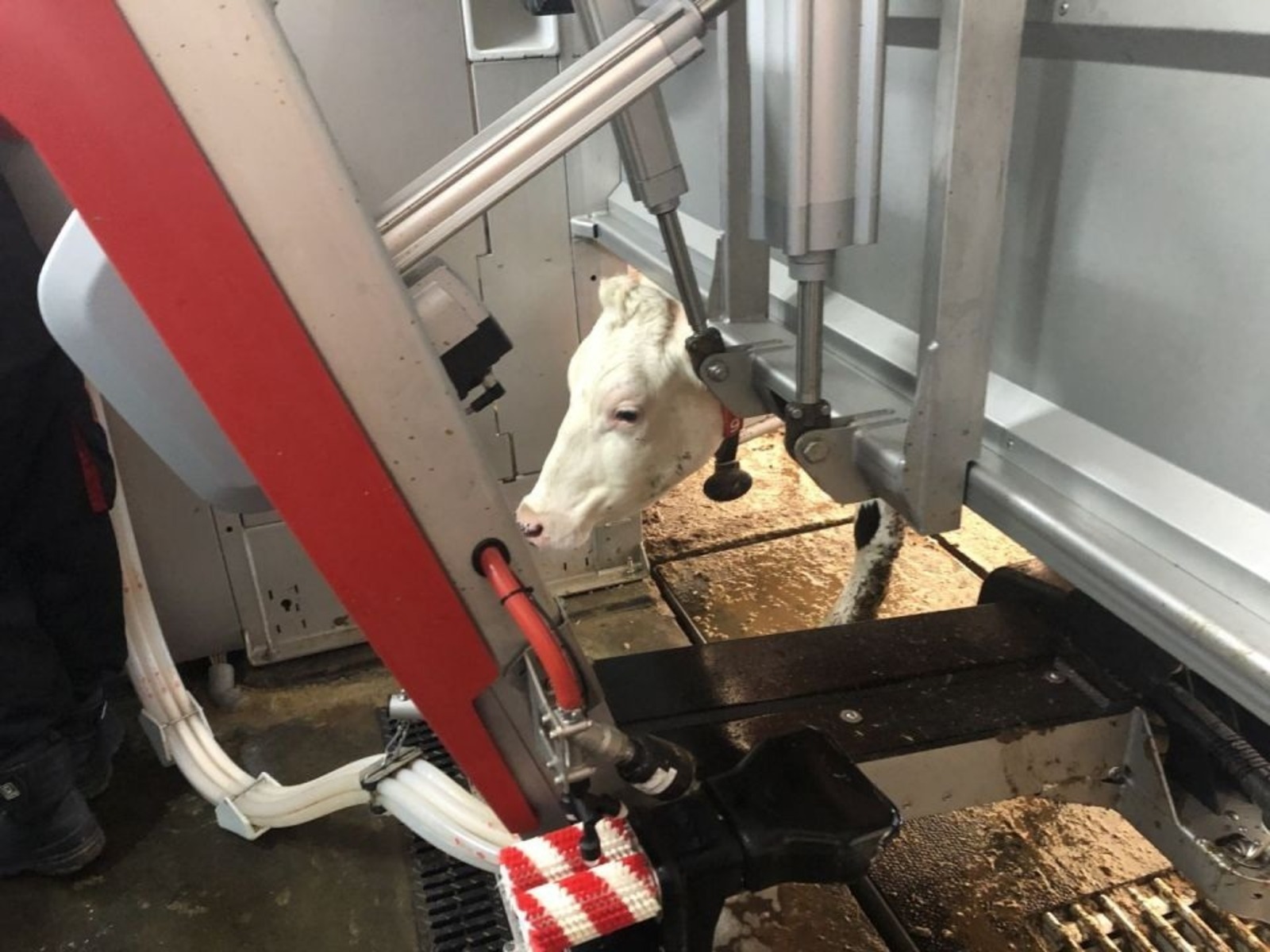 Сөтләп чәй эчәр өчен кирәк алар