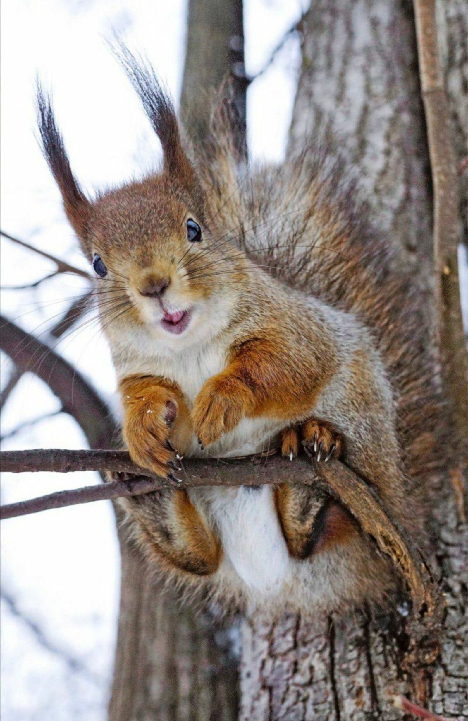 Үзләрен-үзләре бик оста кайгырталар